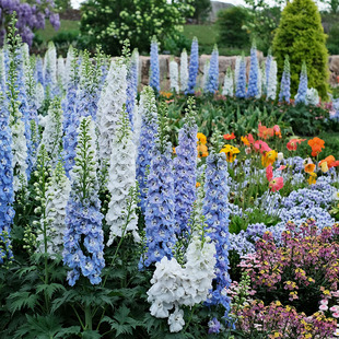3株大花飞燕草花苗翠雀花种子苗开花阳台庭院室外宿根多年生盆栽