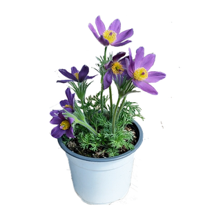 白头翁花苗花种子苗阳台庭院四季种开花室内外易种活盆栽