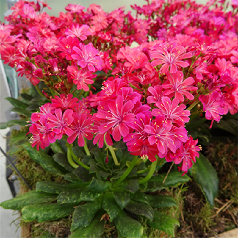 露薇花种苗冬春开花易养盆栽花卉