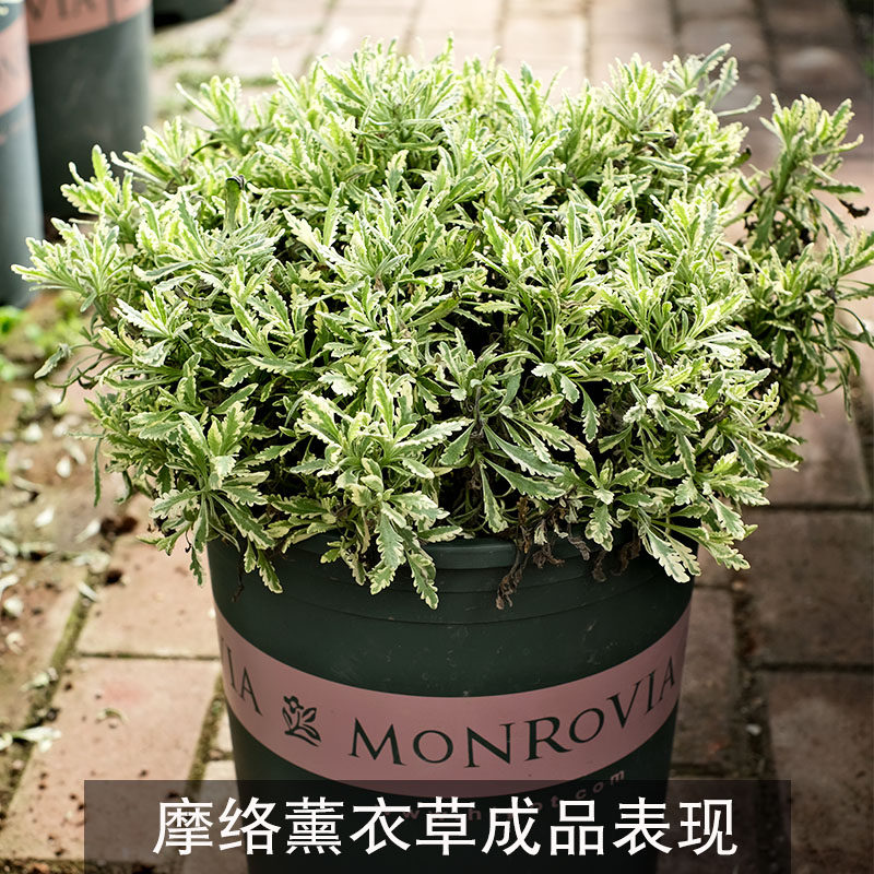 薰衣草魔络花苗四季开花香草盆栽植物阳台庭院室内外种