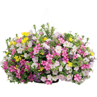 月见草花苗夏季盛夏耐热耐高温花卉小苗庭院阳台盆栽