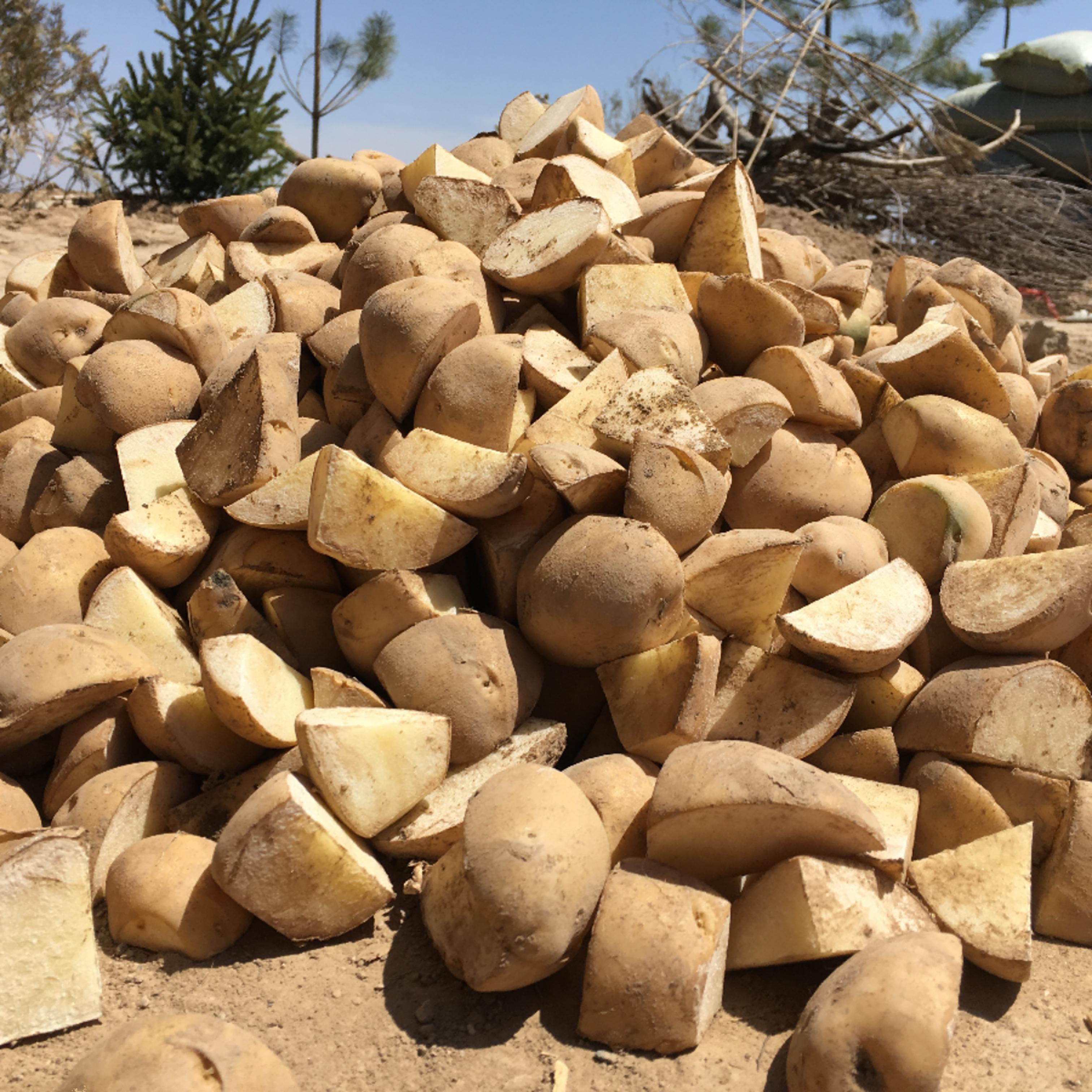 甘肃定西白皮白芯土豆沙面粉糯马铃薯种子洋芋蔬菜