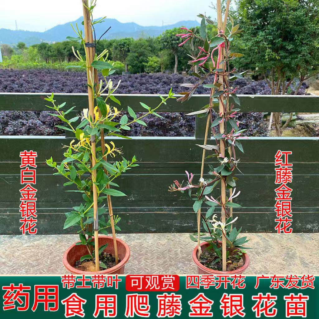 可食用药用金银花苗盆栽阳台爬墙爬藤植物庭院四季常青藤蔓花卉老