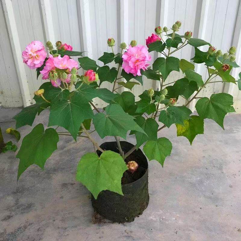 三醉芙蓉花苗 变色拒霜花 重瓣木芙蓉花盆庭院木本花卉带花苞植物