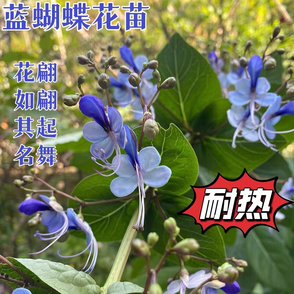 蓝蝴蝶花苗阳台盆栽花卉植物蝴蝶兰盆栽好养蓝色奇特花朵易养好活