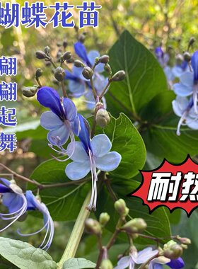 蓝蝴蝶花苗阳台盆栽花卉植物蝴蝶兰盆栽好养蓝色奇特花朵易养好活