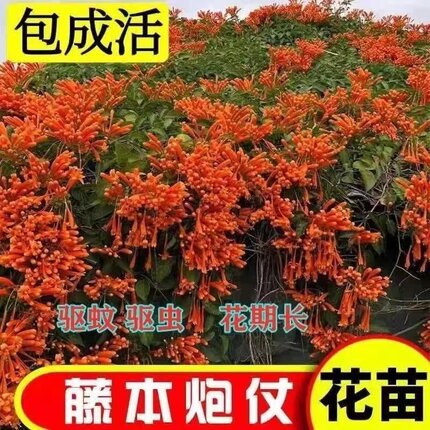 【含原土原袋】炮仗花爬藤植物长藤鞭炮花卉四季长青绿植盆栽庭院