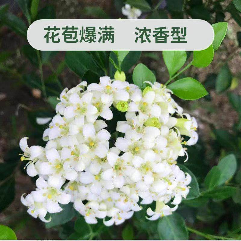 九里香花苗盆栽浓香型带花驱蚊四季常绿浓郁香气袭人室内绿植花卉