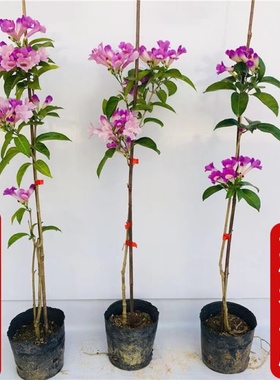 爬藤植物 蒜香藤花苗 紫铃藤 漂亮藤本花多好养庭院绿篱盆栽花卉