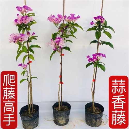 蒜香藤花苗庭院绿篱盆栽好养