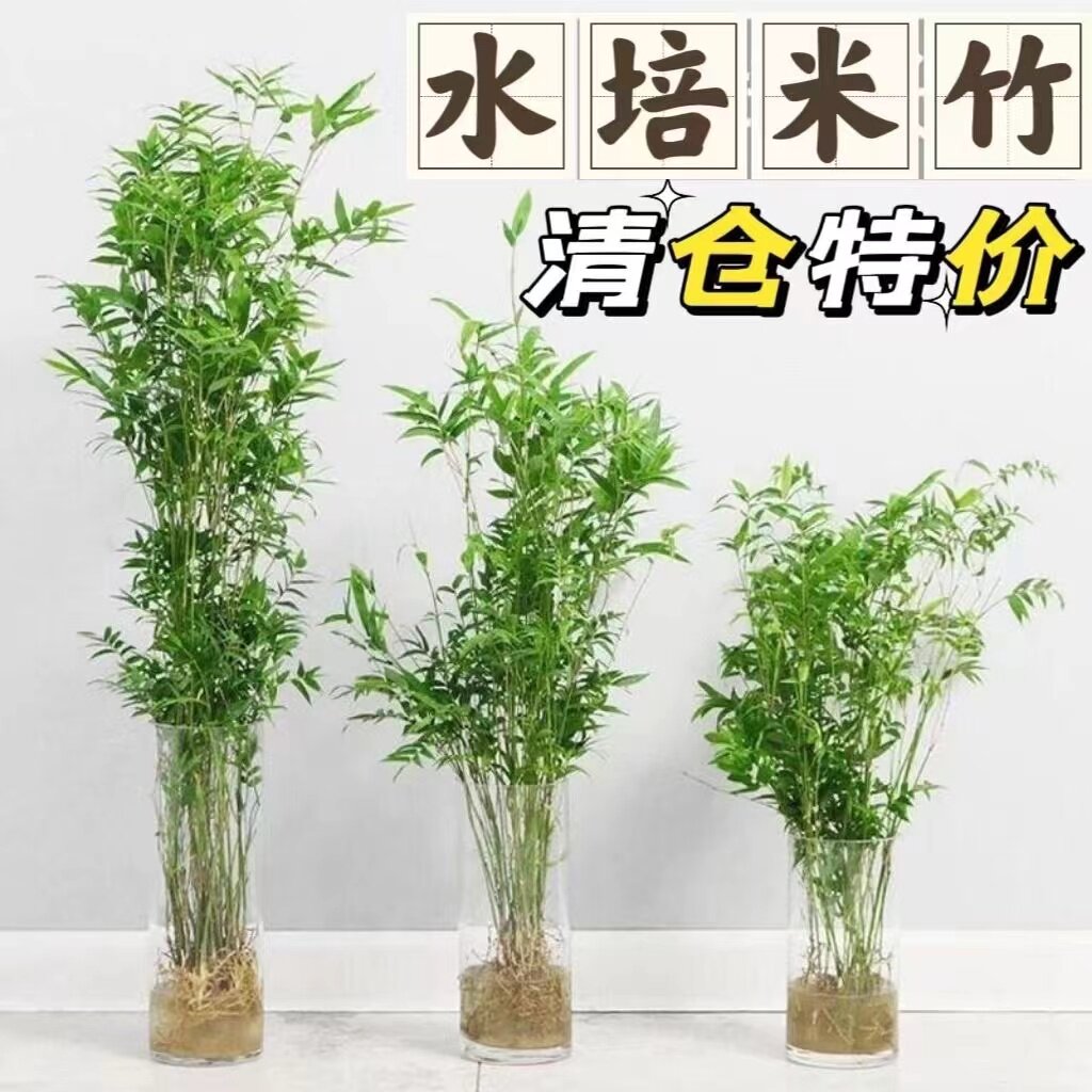 观音竹米竹水培苔藓球玻璃瓶懒人室内外桌面四季常青绿植盆栽好养
