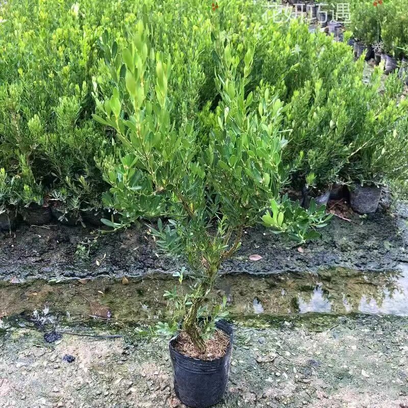黄杨老桩盆景树苗雀舌皱皮造型小叶盆栽绿植室内客厅好养树桩植物