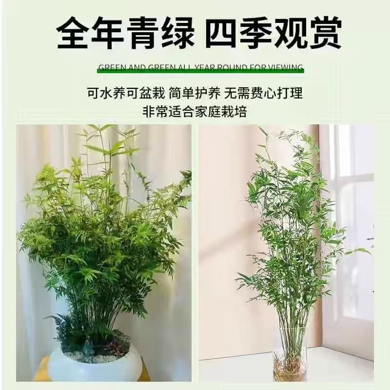 米竹盆栽耐阴植物小型竹子室内水养观赏竹组盆造型盆景凤尾竹绿植