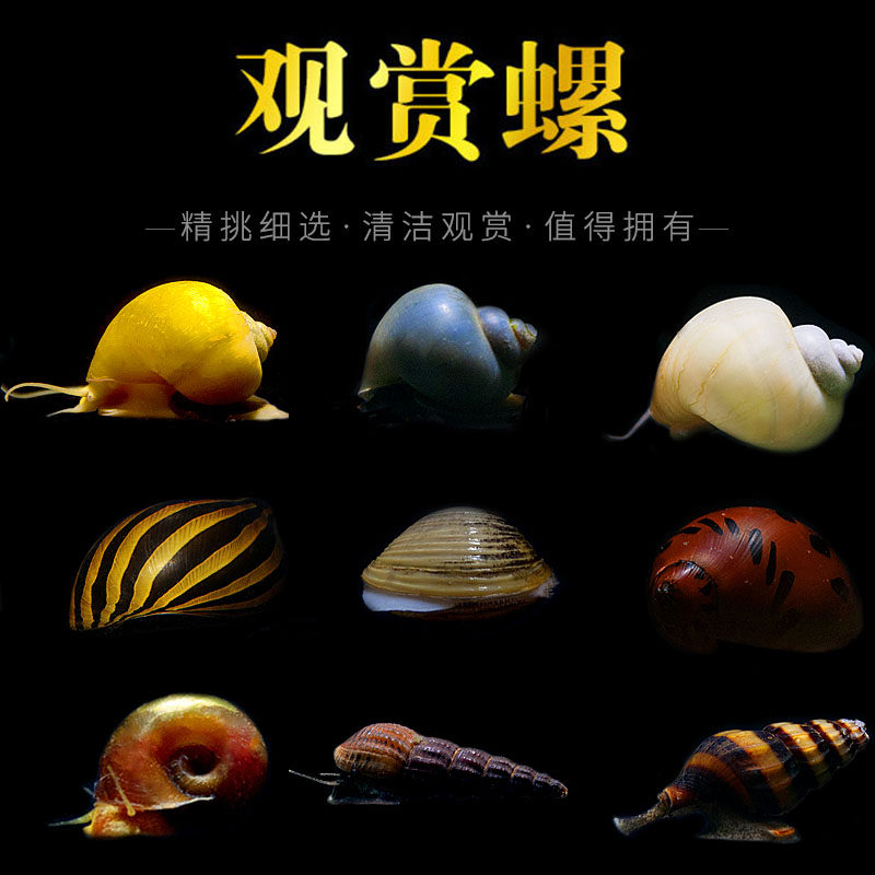 观赏螺活体淡水除藻紫纹黄金象牙白蓝洋葱鲍鱼蜜蜂黑金刚斑马杀手