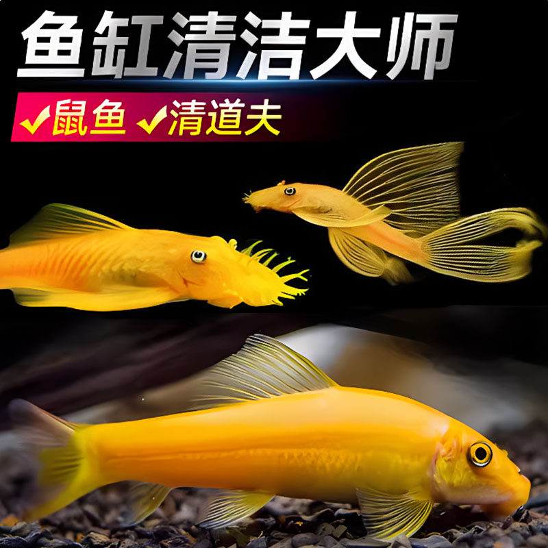 观赏鱼黄金胡子清道夫大帆活体清苔垃圾除藻鼠鱼热带鱼工具清洁鱼