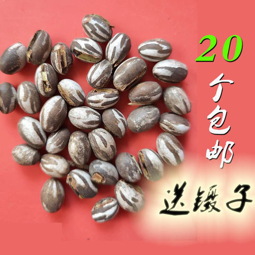 杨拉罐洋辣子钓鱼鱼饵新鲜包活