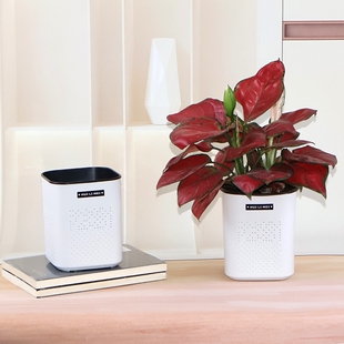 双层树脂透气蝴蝶兰花盆石斛兰红掌吉利红小盆栽种植控根盆育苗钵