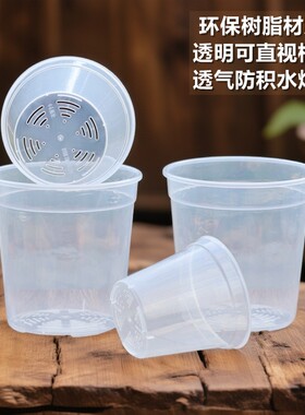 蝴蝶兰花专用花盆育苗杯营养钵