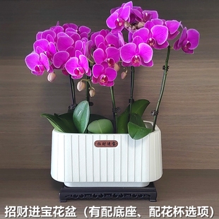 3.0/3.5/4寸招财进宝蝴蝶兰拼组合花盆透气网格盆控根花钵兰花杯