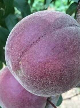 嫁接南方种植当年结果桃树苗包邮