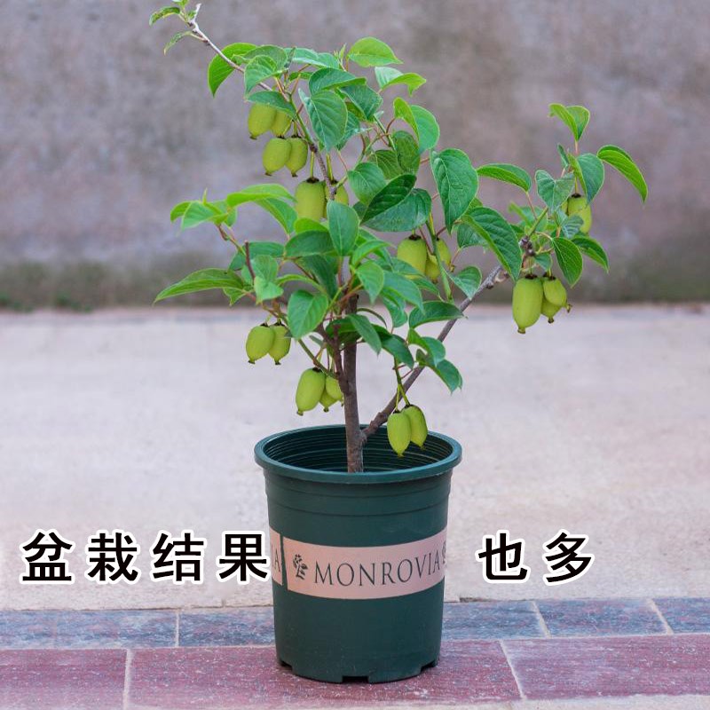 软枣猕猴桃树苗南北方庭院阳台种植盆栽当年结果红心猕猴桃树苗