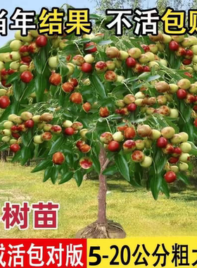 嫁接果树苗沾化冬枣盆栽南方