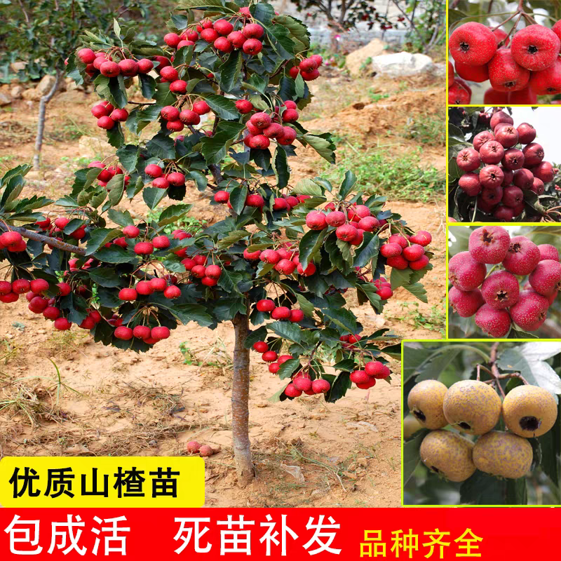 山楂树苗大五棱甜红子山楂苗南方北方种植盆栽地栽山楂嫁接果树苗