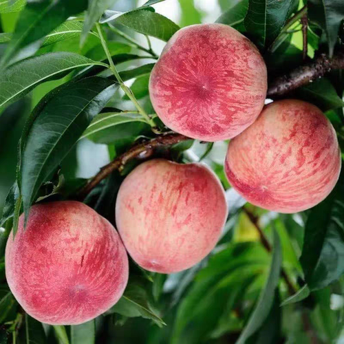 果树苗嫁接水蜜桃锦绣当年