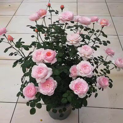 瑞典女王灌木月季花苗浓香花卉盆栽地栽四季开花南北方种植图片