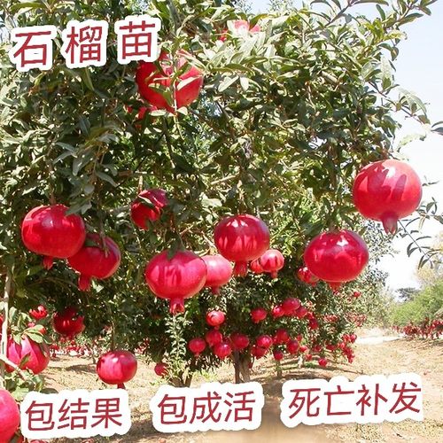 嫁接果树苗突尼斯软籽石榴树苗