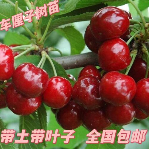 新品嫁接特大车厘子矮化樱桃树苗