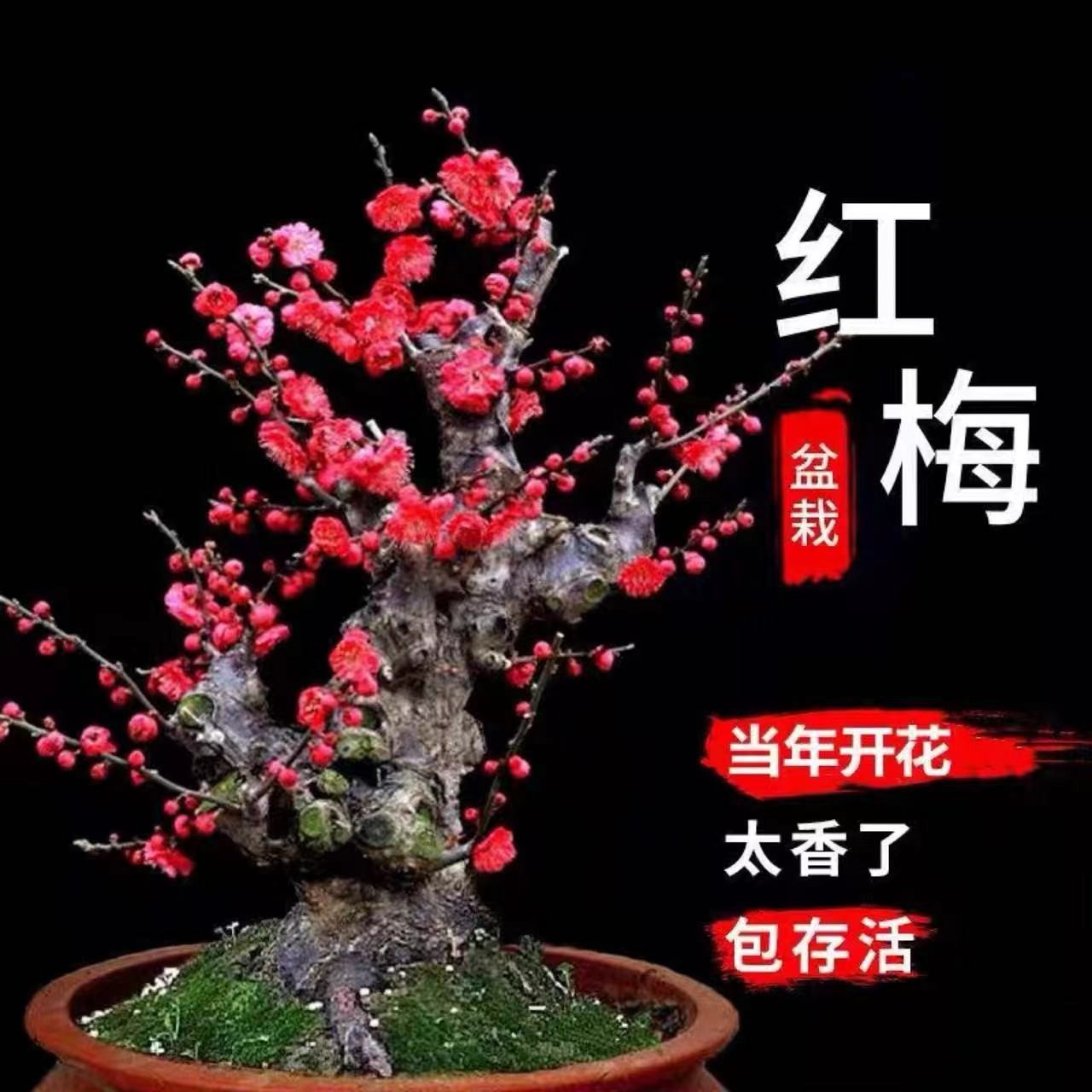 耐寒梅花盆景树苗盆栽花卉红梅老桩庭院室内腊梅树苗浓香型