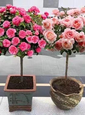 树状月季树大花老桩高桩月季树桩月季嫁接棒棒糖月季树月季