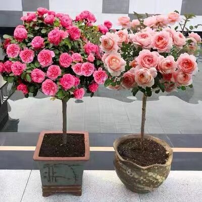 树状月季树大花老桩高桩月季树桩月季嫁接棒棒糖月季树月季