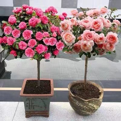 树状月季树大花老桩高桩月季树桩月季嫁接棒棒糖月季树月季