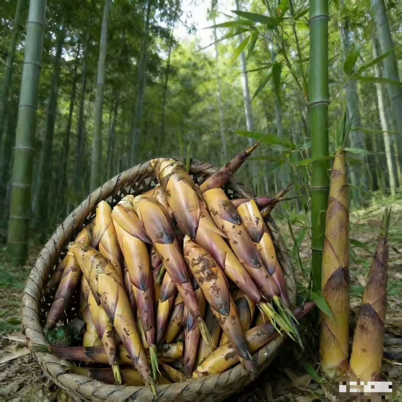 新鲜苦竹笋带壳四川甜竹笋现挖春笋泸州叙永发货十斤包邮图片