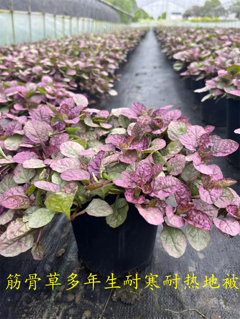姬十二筋骨草花苗植物盆栽花卉 多年生耐寒地被四季好养庭院户外