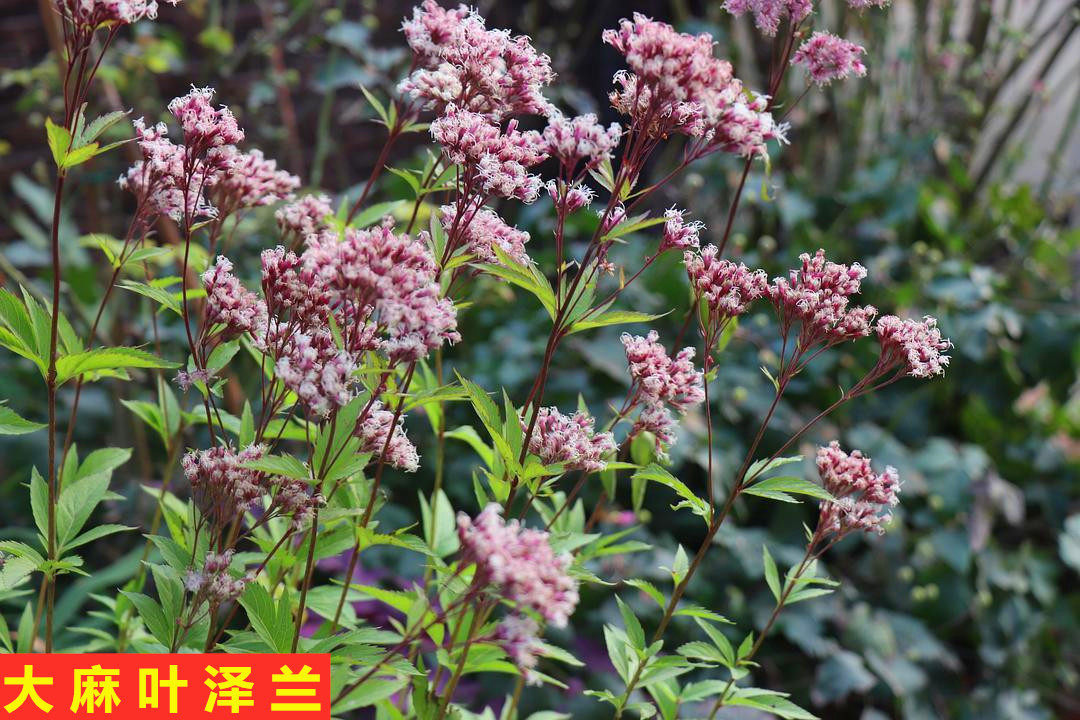 花镜植物大麻叶泽兰盆栽叶佩兰花苗庭院阳台多年生宿根植物包邮