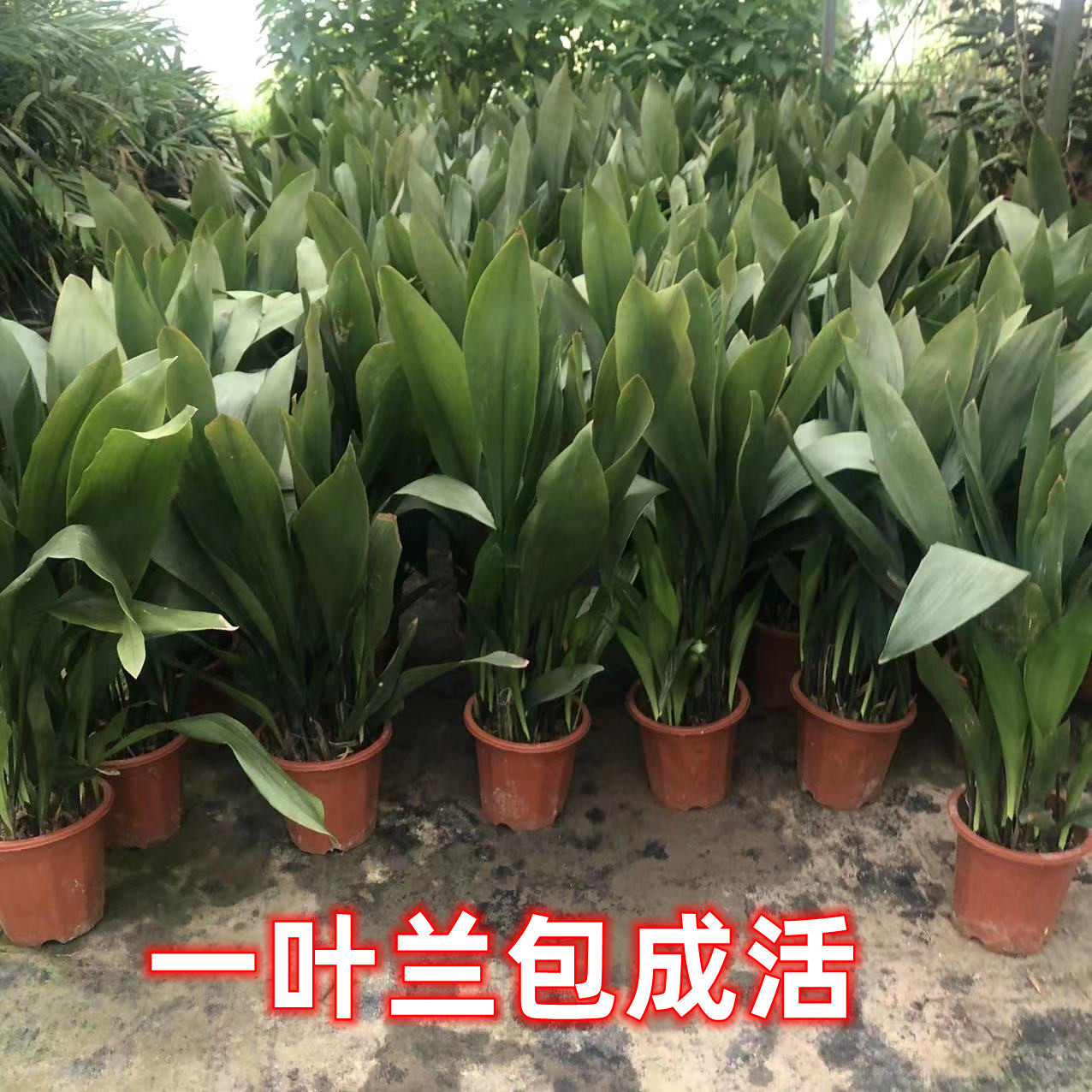 一叶兰盆栽耐寒耐热喜阴植物办公室内庭院观叶绿植净化空气吸甲醛