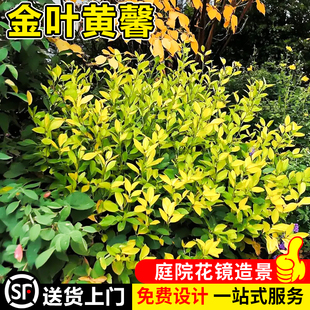 金叶黄馨盆栽花镜庭院植物阳台绿植多花素馨四季易活耐寒耐冻花卉