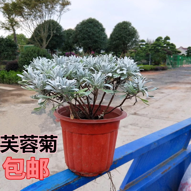 包邮花镜植物银叶芙蓉菊盆栽花苗香菊千年艾多年生耐寒观叶雪艾菊