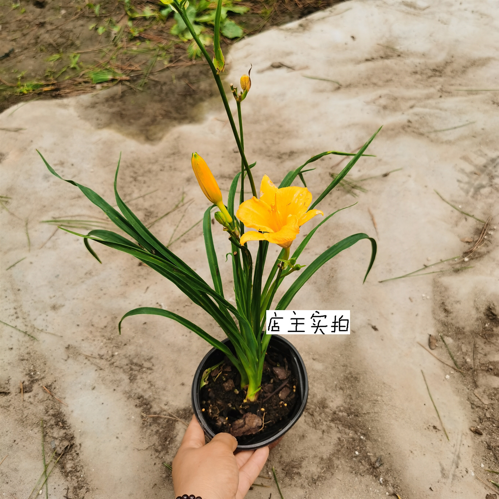 地被花镜植物大花萱草盆栽花苗黄花菜忘忧草耐寒花卉金娃娃萱草-封面