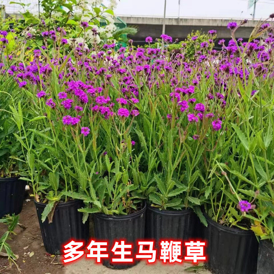 矮生柳叶马鞭草花苗植物盆栽耐热耐寒多年生宿根花镜阳台庭院可种