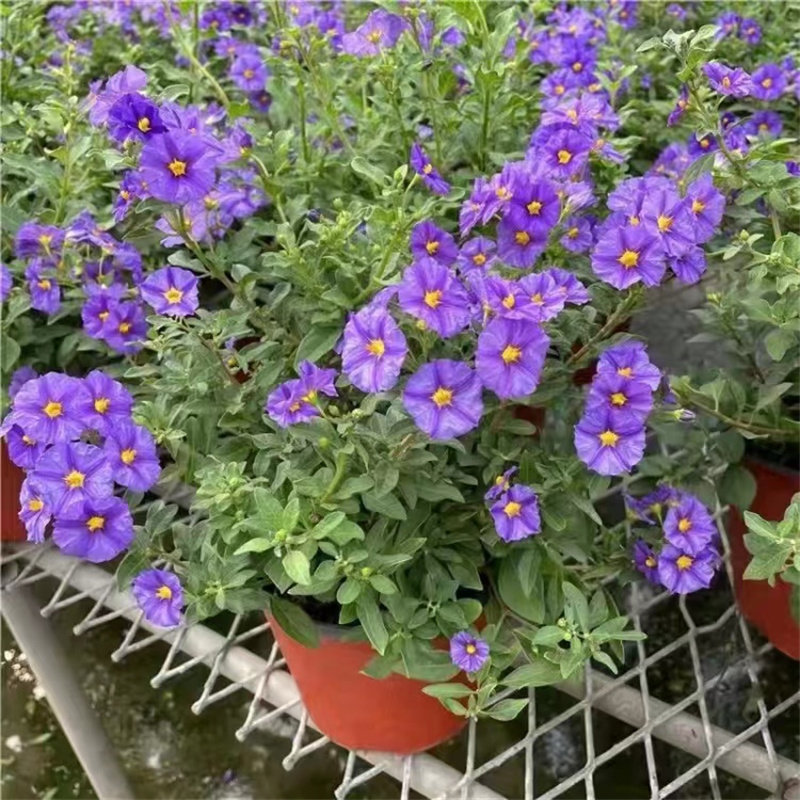 蓝茄花盆栽多年生小灌木园林绿化植物耐寒耐热四季开花包邮