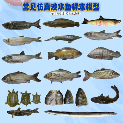 喜花郎仿真鱼类模型道具