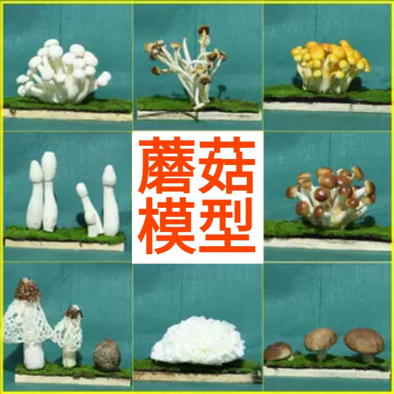 仿真野生及食用蘑菇标本模型