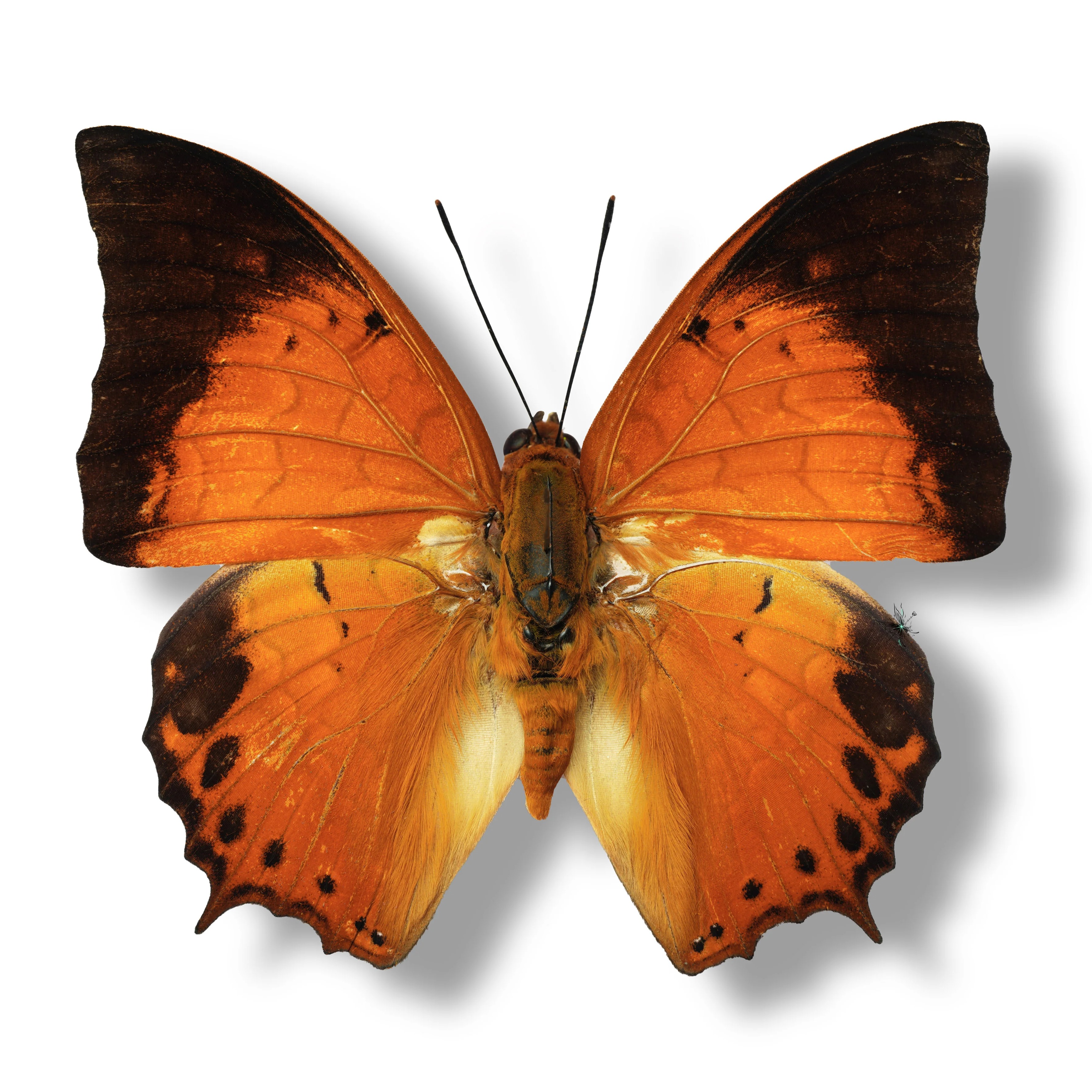 白带螯蛱蝶亚种真蝴蝶标本原蝶