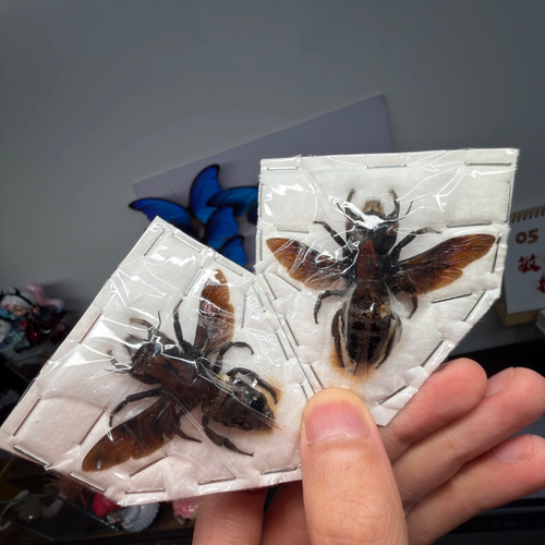 冥王切叶蜂 真甲虫昆虫标本原虫未整姿手工diy材料装饰动物摆件
