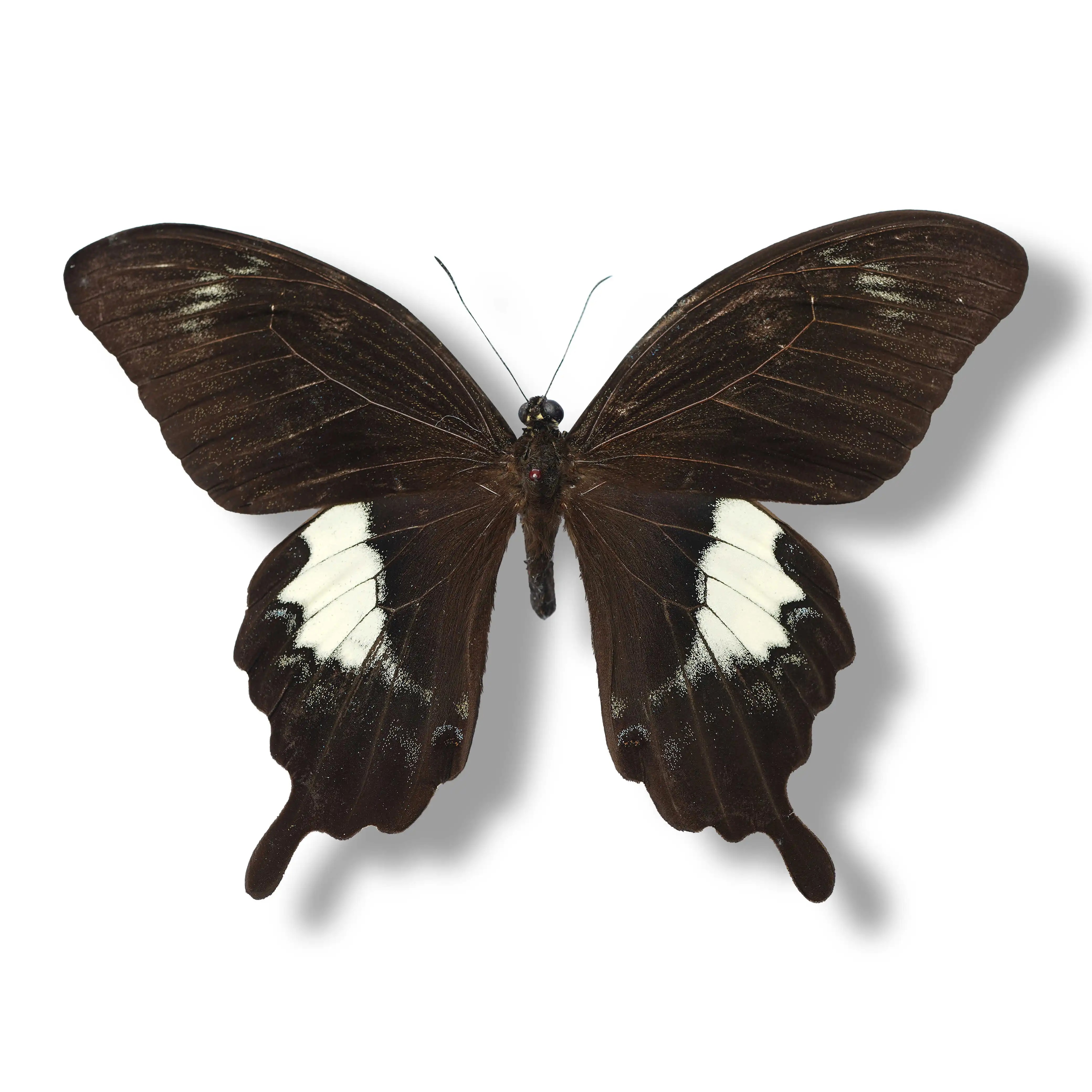 澳洲玉带凤蝶真蝴蝶标本原蝶