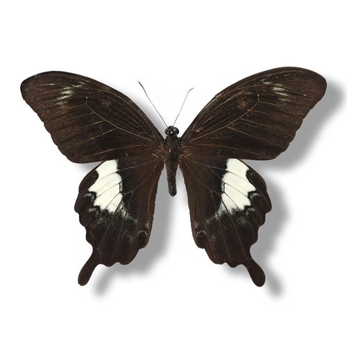 澳洲玉带凤蝶真蝴蝶标本原蝶